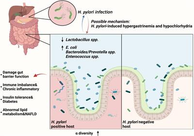 Frontiers Helicobacter Pylori And Unignorable Extragastric Diseases